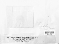Image of Pilobolus crystallinus
